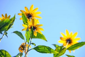 Rain garden | Sell your house for cash
