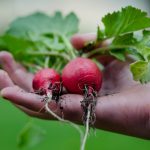 Gardening | Cash House Buyers