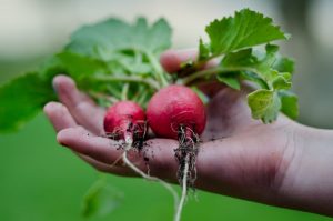 Gardening | Cash House Buyers