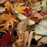 Uses for Fall Leaves | cash house buyers