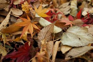 Uses for Fall Leaves | cash house buyers