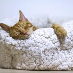 Cozy home | cash house buyers Fort Worth