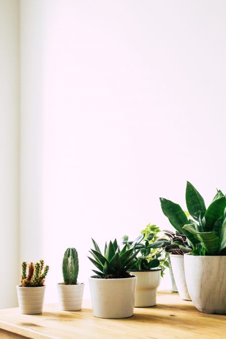 Container Gardening Tips | Cash for Houses Dallas