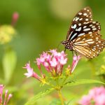 Spring Gardening Tips | Sell Your Home Fast Dallas