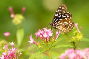 Spring Gardening Tips | Sell Your Home Fast Dallas