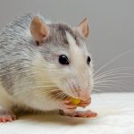 Rodent Control | Sell Your Home Privately Fort Worth
