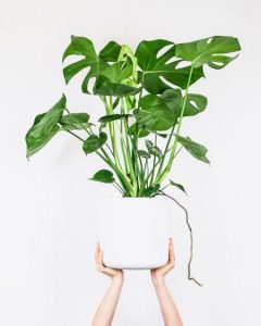 Best Houseplants for Beginners | Easy Houseplants | Sell Your Home in 24 Hours