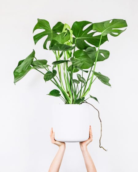 Best Houseplants for Beginners | Easy Houseplants | Sell Your Home in 24 Hours