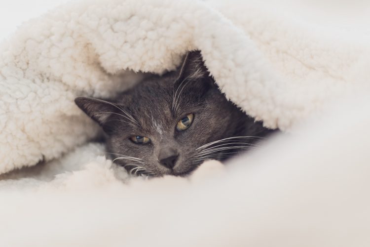 how to warm your home | energy saving tips
