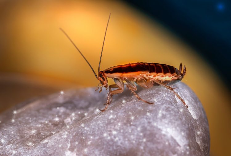 Pest control tips | Pest free home Fort Worth